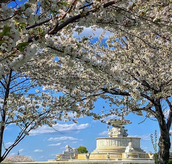 Blooms of white flowers cover two trees, creating a botanical veil through which the Belle Isle fountain can be seen aglow with sunlight.