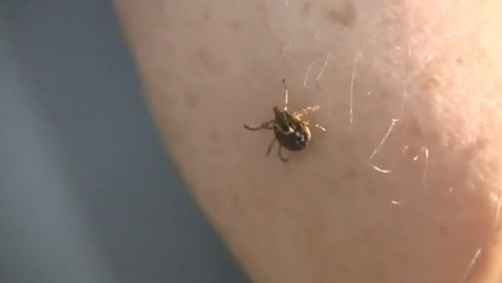  Expert says weather doesn't determine severity of tick season