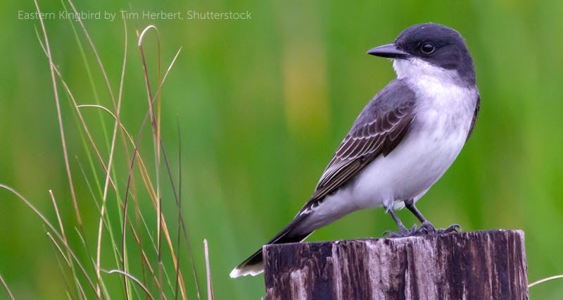 image of Eastern Kingbird by Tim Herbert, Shutterstock.