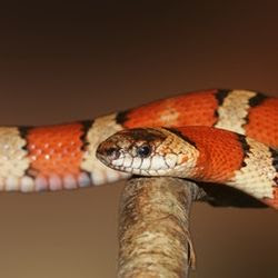 Coral snake