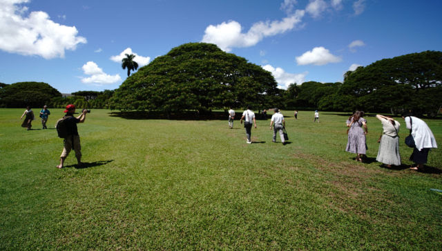 Hitachi Tree at Moanalua Gardens. Scores of visitors from Japan pose with the Hitachi tree located at Moanalua Gardens.