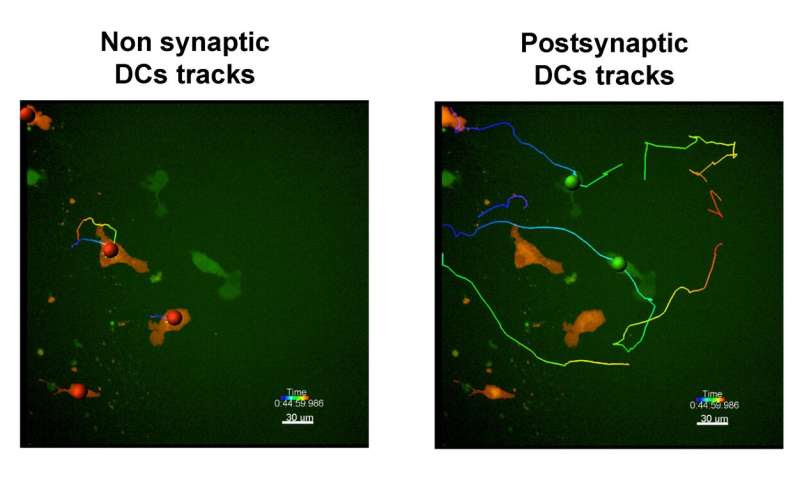 Spanish scientists identify a mechanism through which dendritic cells improve their antiviral and immunotherapy strategies