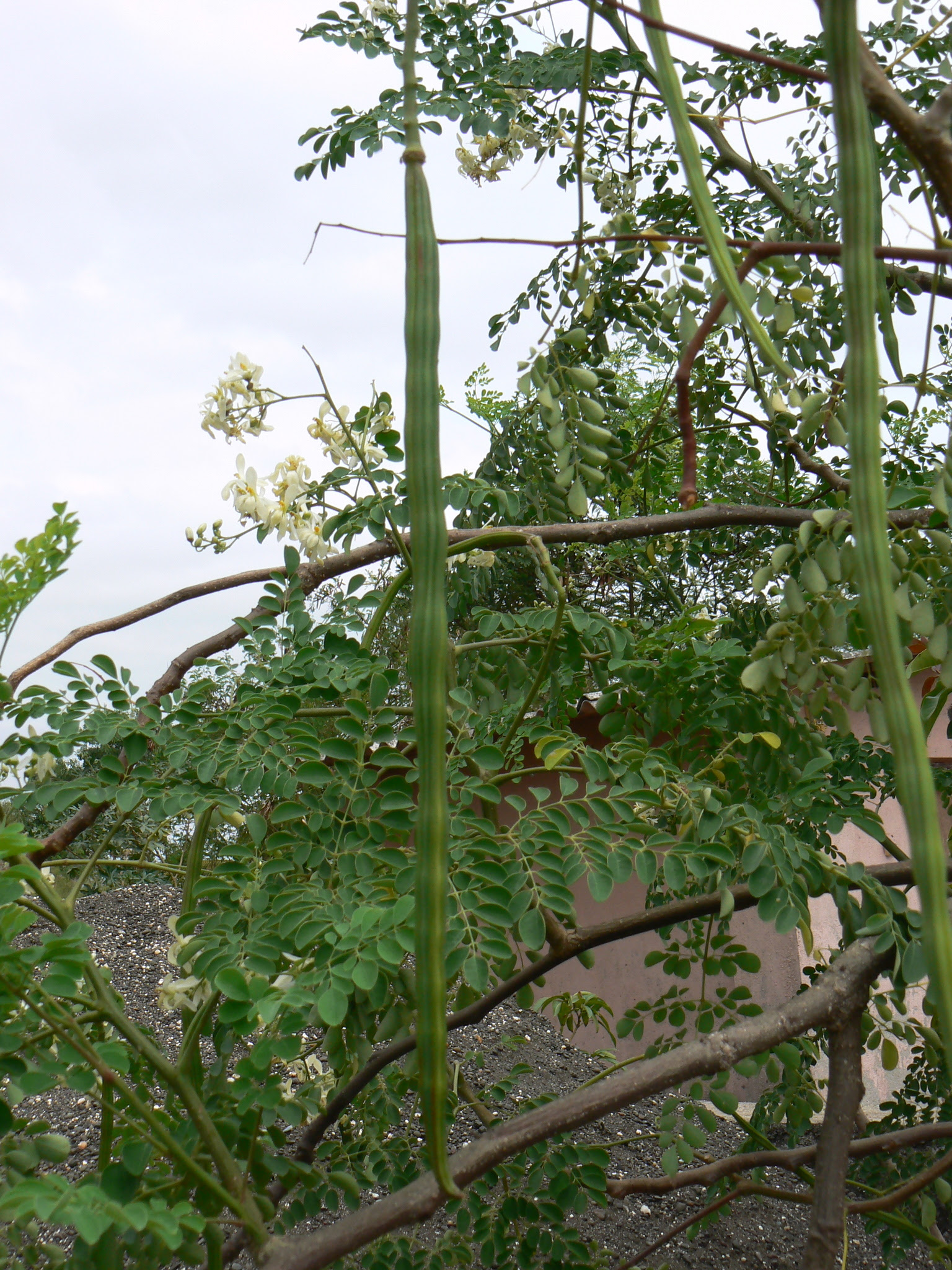 Moringa oleifera Lam.