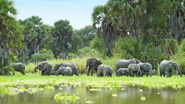 20230101_Africa_Selous_area_elephants image