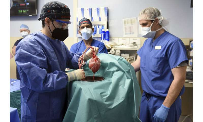 Virus found in pig heart used in human transplant