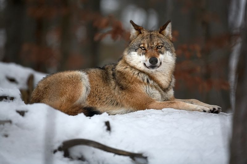 File:Canis lupus 1 (Martin Mecnarowski).jpg