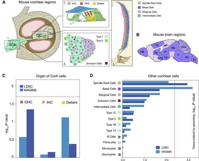 Hope for treatments against hearing loss as 10 genes identified