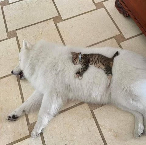 Cat-laying-on-Dog
