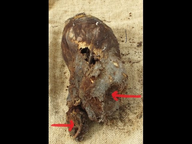 Astonishing Newborn Baby Elongated Skull Of Paracas Peru  Sddefault