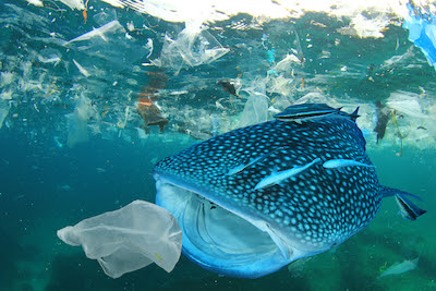 Photo of a whale shark about to swallow a plastic bag floating in the ocean.