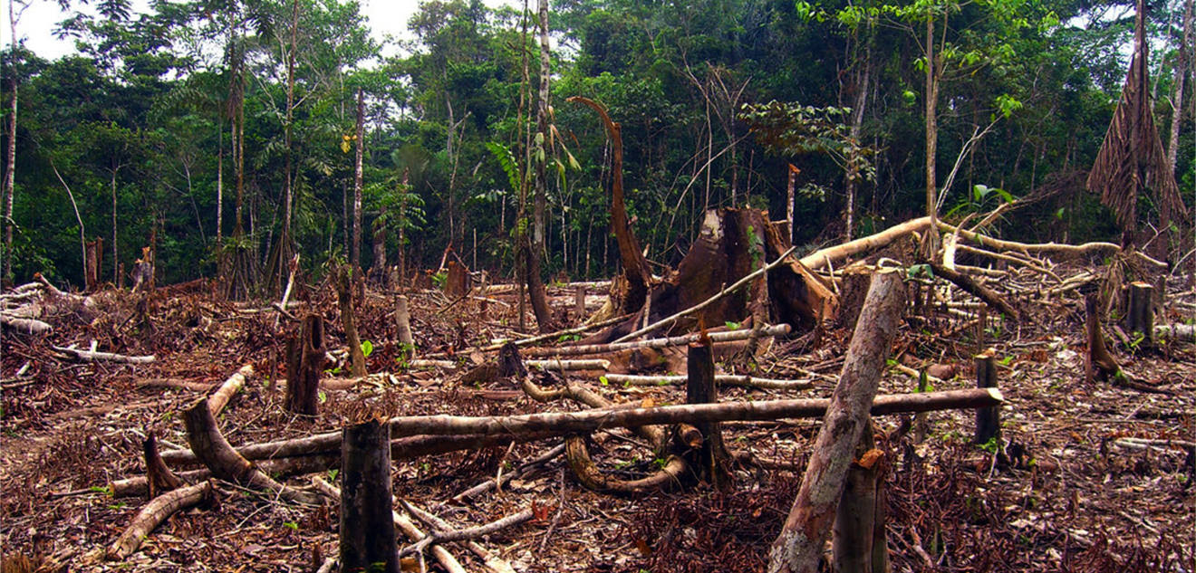Denuncian presión de la
industria para debilitar la
ley europea contra la
deforestación y piden un
reglamento ambicioso
