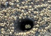 Bay barnacles