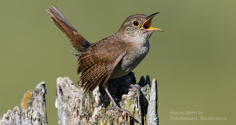 image of House Wren by FotoRequest, Shutterstock.