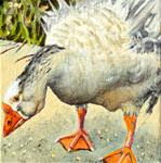 Even a Goose Eats Scraps - Posted on Friday, March 13, 2015 by Debbie Yacenda