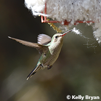 Female Broad-billed Hummingbird collects nest material.