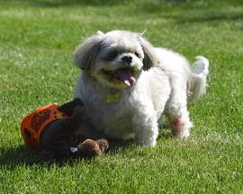 Dog
