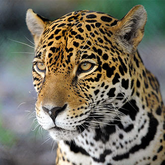 JAGUAR CONSERVATION ON THE CONTINENTAL SCALE
