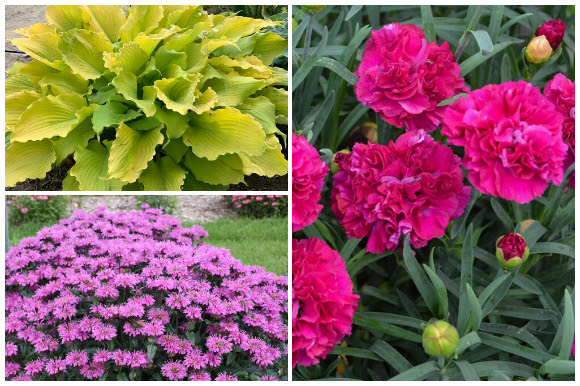 Hosta, pinks, and bee balm