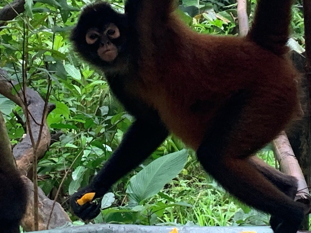 Spider monkey with obvious stomach eating at a food bowl
