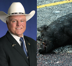 Sid Miller Dead Hog