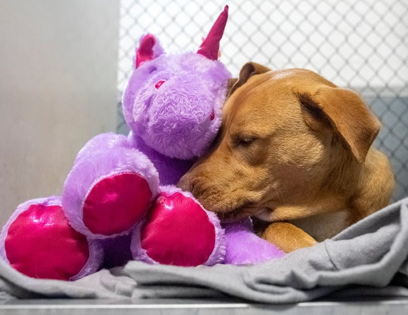 A stray dog cuddling a stuffed unicorn