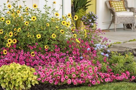 Pink and yellow flower garden