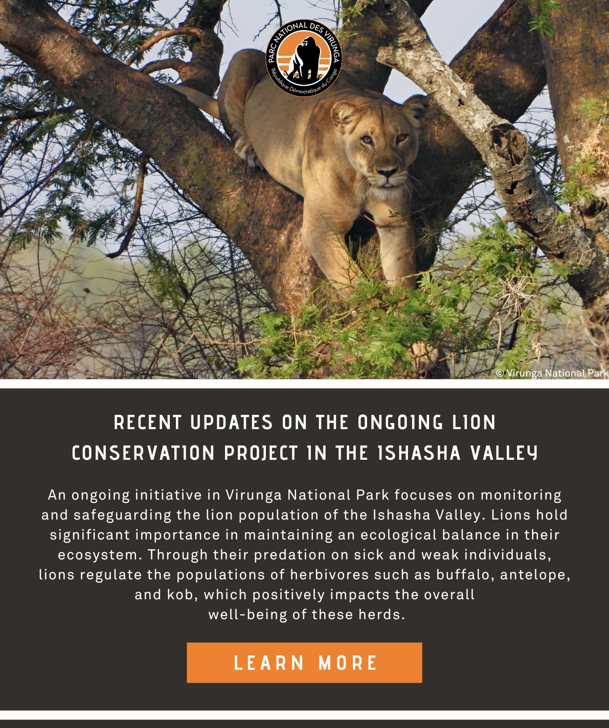 An ongoing initiative in Virunga National Park focuses on monitoring and safeguarding the lion population of the Ishasha Valley. Lions hold significant importance in maintaining an ecological balance in their ecosystem.
