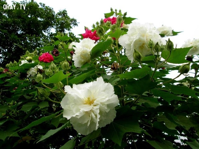 Hoa Phù dung: Hồng nhan bạc phận, Tình yêu không bền,ngôn ngữ các loài hoa,hoa đẹp,hoa ngữ