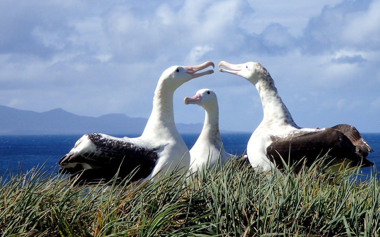 Marion Island is home to a quarter of the world’s wandering albatrosses