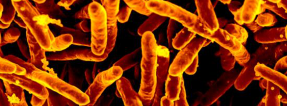 Tuberculosis-causing bacteria