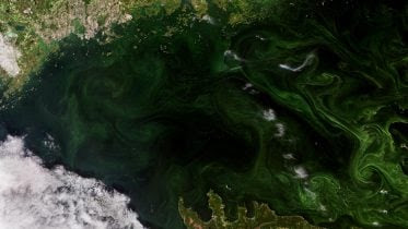 Emerald Green Algal Blooms in the Gulf of Finland