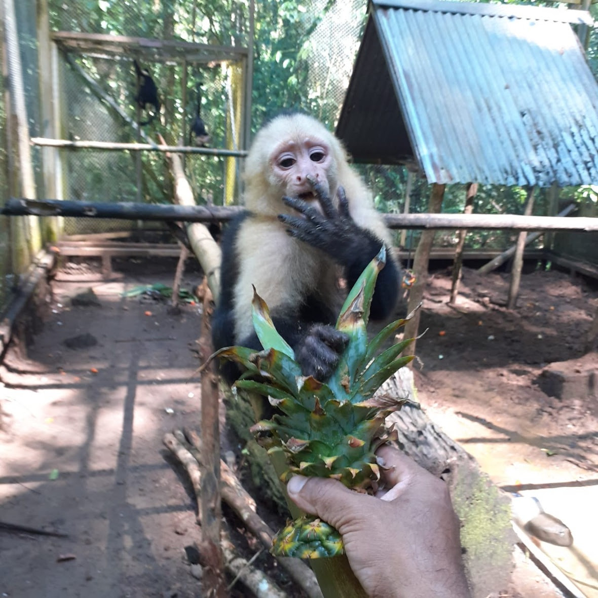 Capuchin holds pineapple head and licks fingers