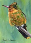 Tufted Coquette ACEO - Posted on Thursday, November 20, 2014 by Janet Graham