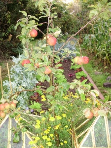 Apple 'Red Windsor' on 'Coronet' rootstock in my raised bed potager