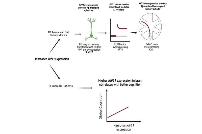 Gene involved in neuronal structure and function may protect against Alzheimer's disease