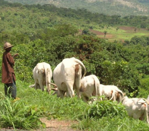 You don?t stop people?s means of living and expect peace to reign ? Fulani group warns Southern governors against banning open grazing