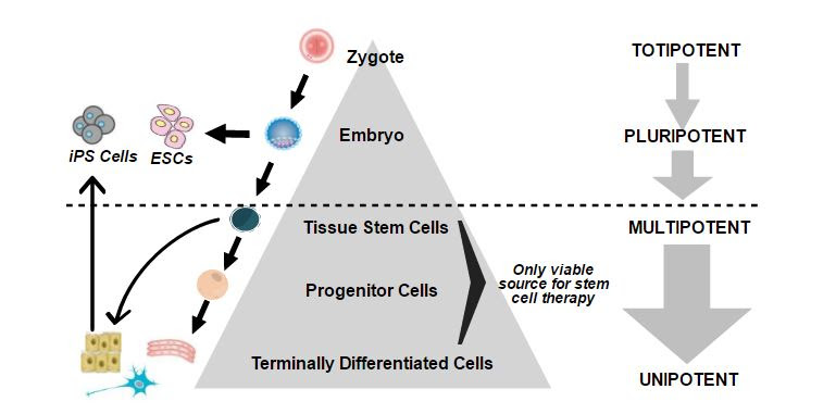 Direct Cell Reprogramming Diagram