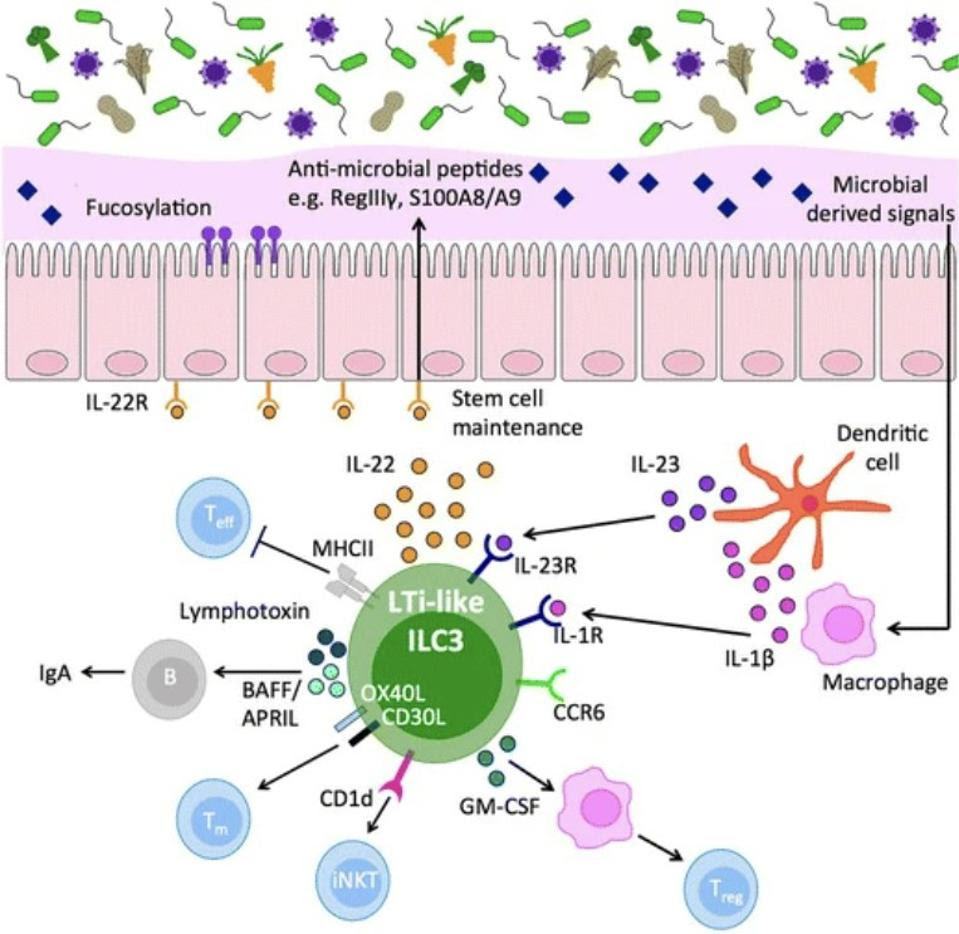 Schematic of ILC3s' role in gut homeostasis.