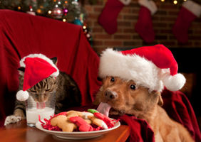 Amazing Christmas Gifts for Pets You Need to See  (Videos)