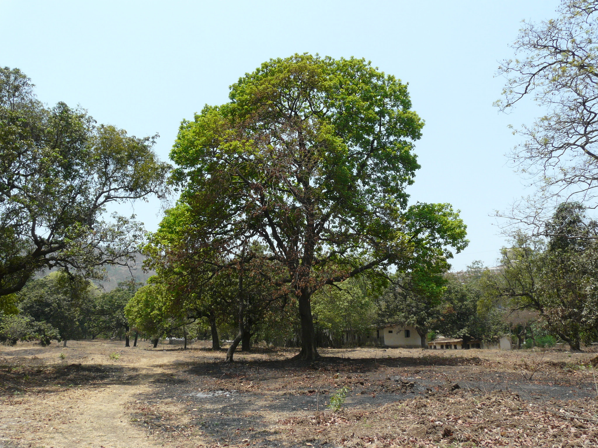 Madhuca longifolia var. latifolia (Roxb.) A.Chev.