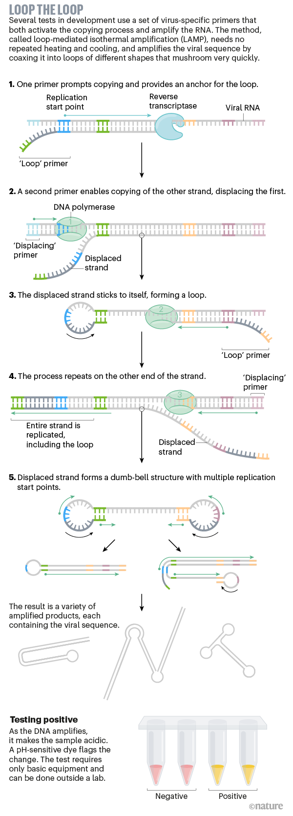 A graphic explaining a LAMP-based viral diagnostic test.