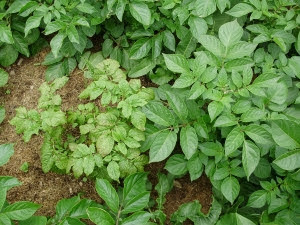 Virused 'Roseval surrounded by healthy plants Virused 'Roseval surrounded by healthy plants