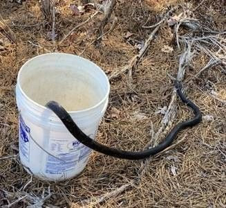 black snake coming out of white bucket