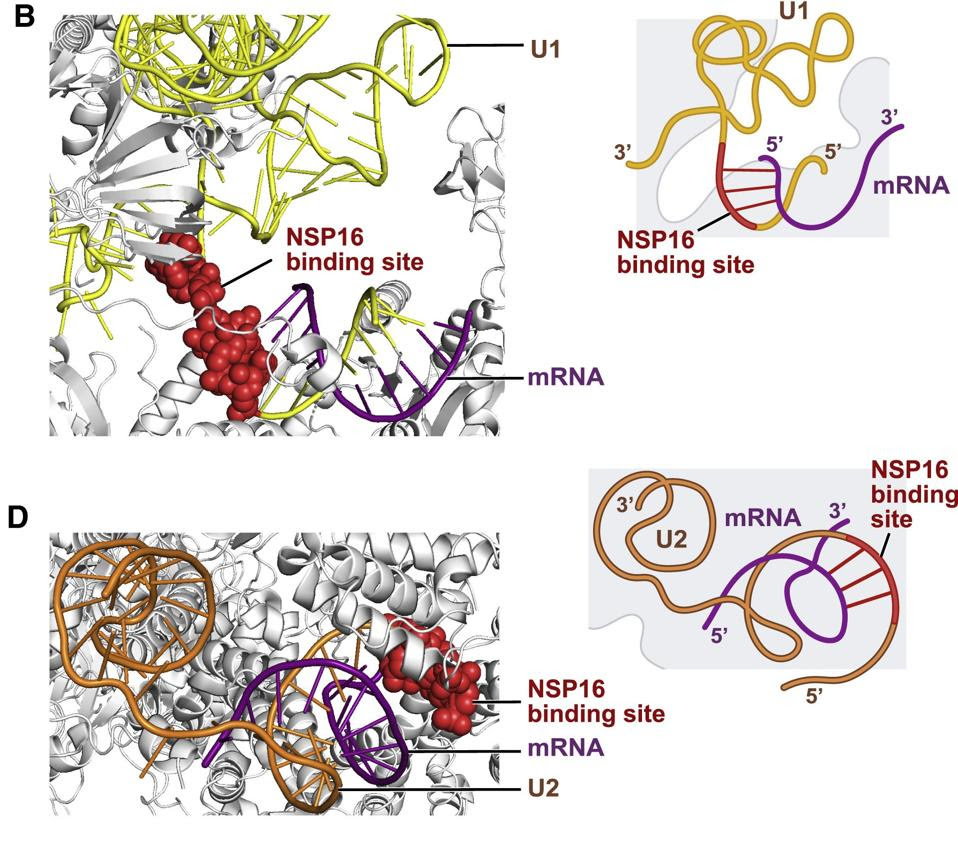 NSP16 Binds to U1 and U2 at Their mRNA Recognition Sites