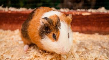 Cobaya, un simpático roedor ideal como mascota para niños