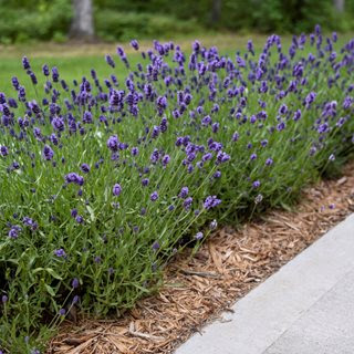 Border of lavender
