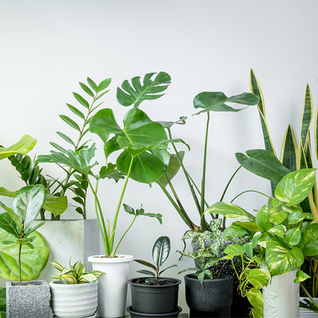 TIPS - June - 20 Best Air-Purifying Plants For Your Home 