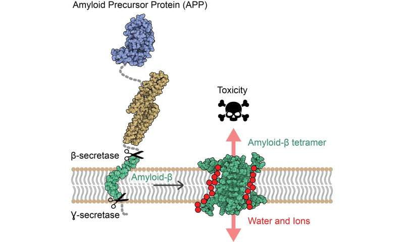 A new mechanism of toxicity in Alzheimer's disease revealed by the 3D structure of Aβ protein