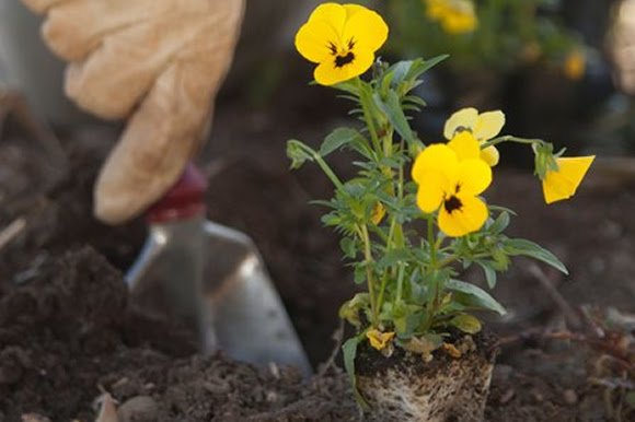 Planting pansies