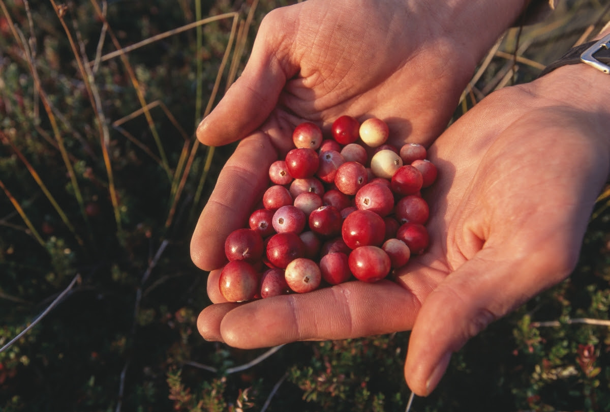 Cranberries improve heart health Cranberries help in hands, picked from Massachusetts farm.